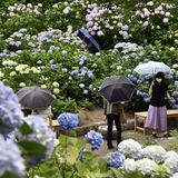 Leute mit Regenschirm im Garten