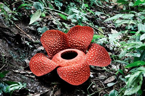 sehr grosse rote Blume wächst aus der Erde