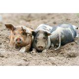 Drei Schweine