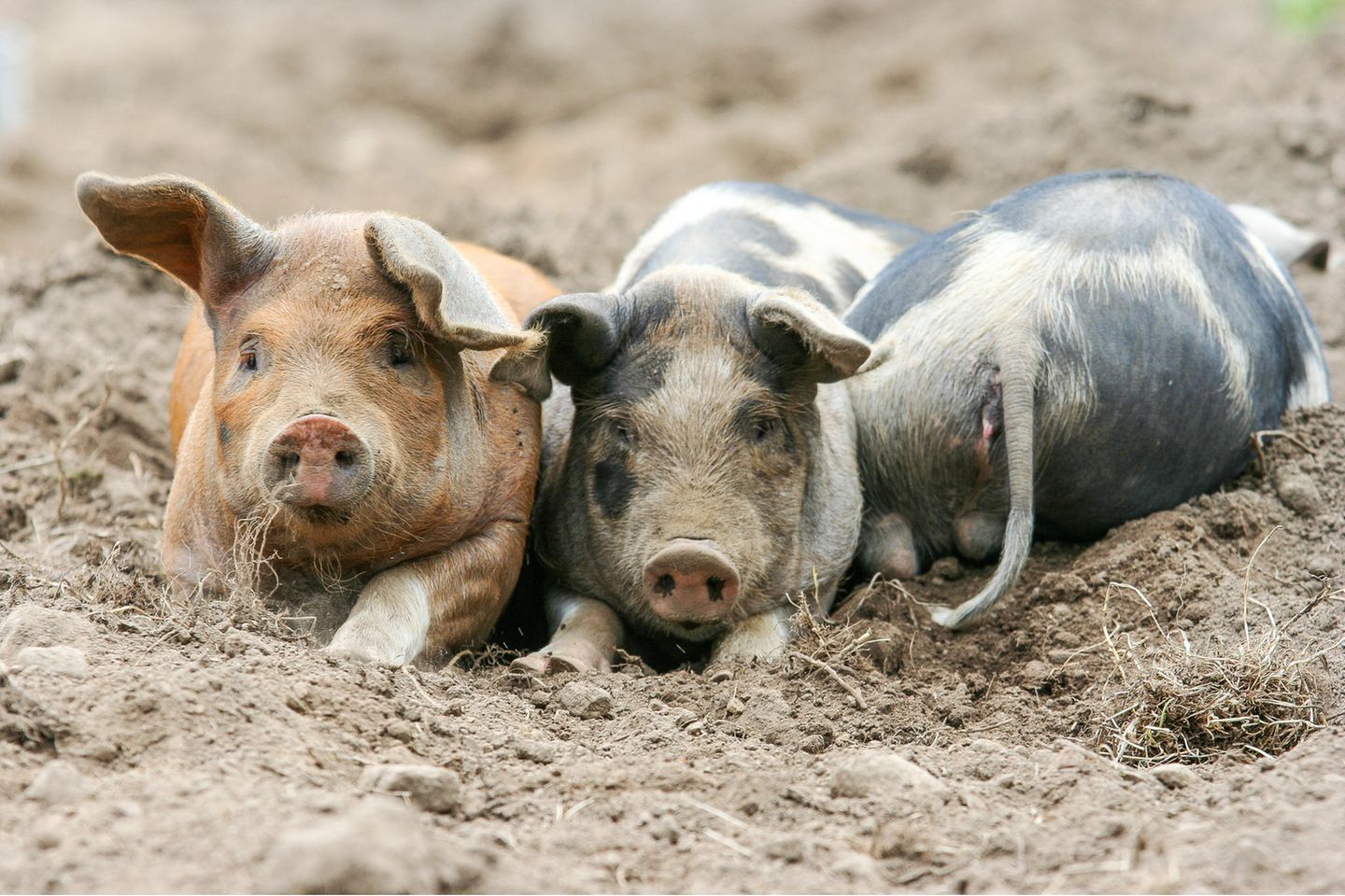 Schweine stehen einander bei Drei Schweine