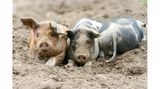 Schweine stehen einander bei Drei Schweine