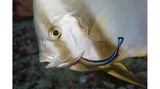 Fisch säubert anderen Fisch