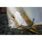 Fisch säubert anderen Fisch