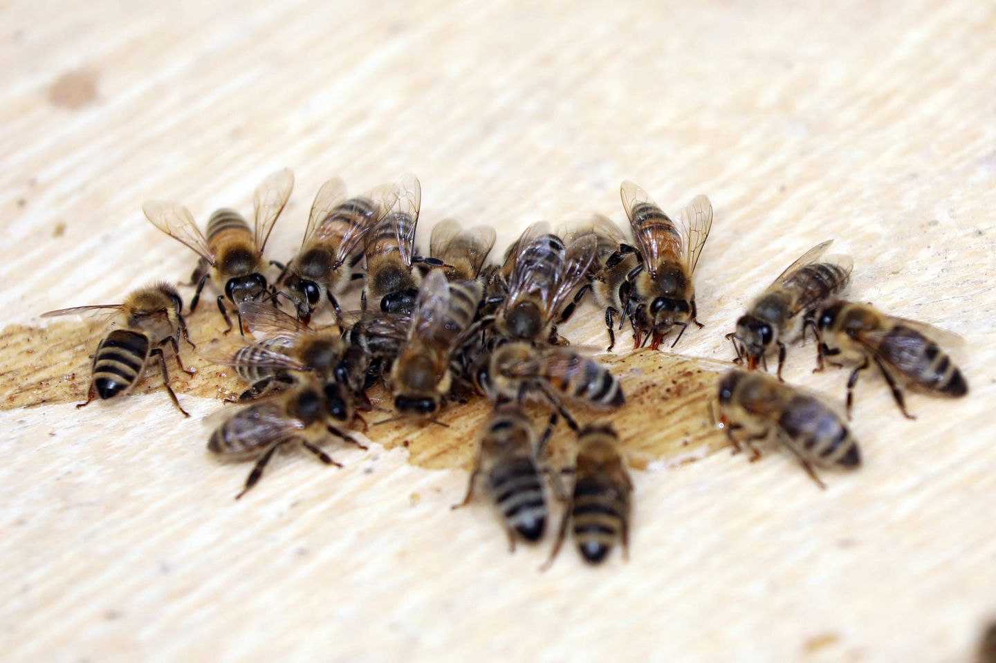 Bienen können menschliche Gesichter unterscheiden Bienen essen Zuckerwasser