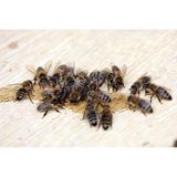 Bienen essen Zuckerwasser