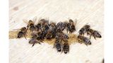 Bienen essen Zuckerwasser