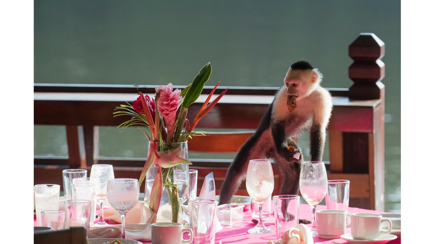 Zwölf Tiere mit erstaunlichen Fähigkeiten [GEO]