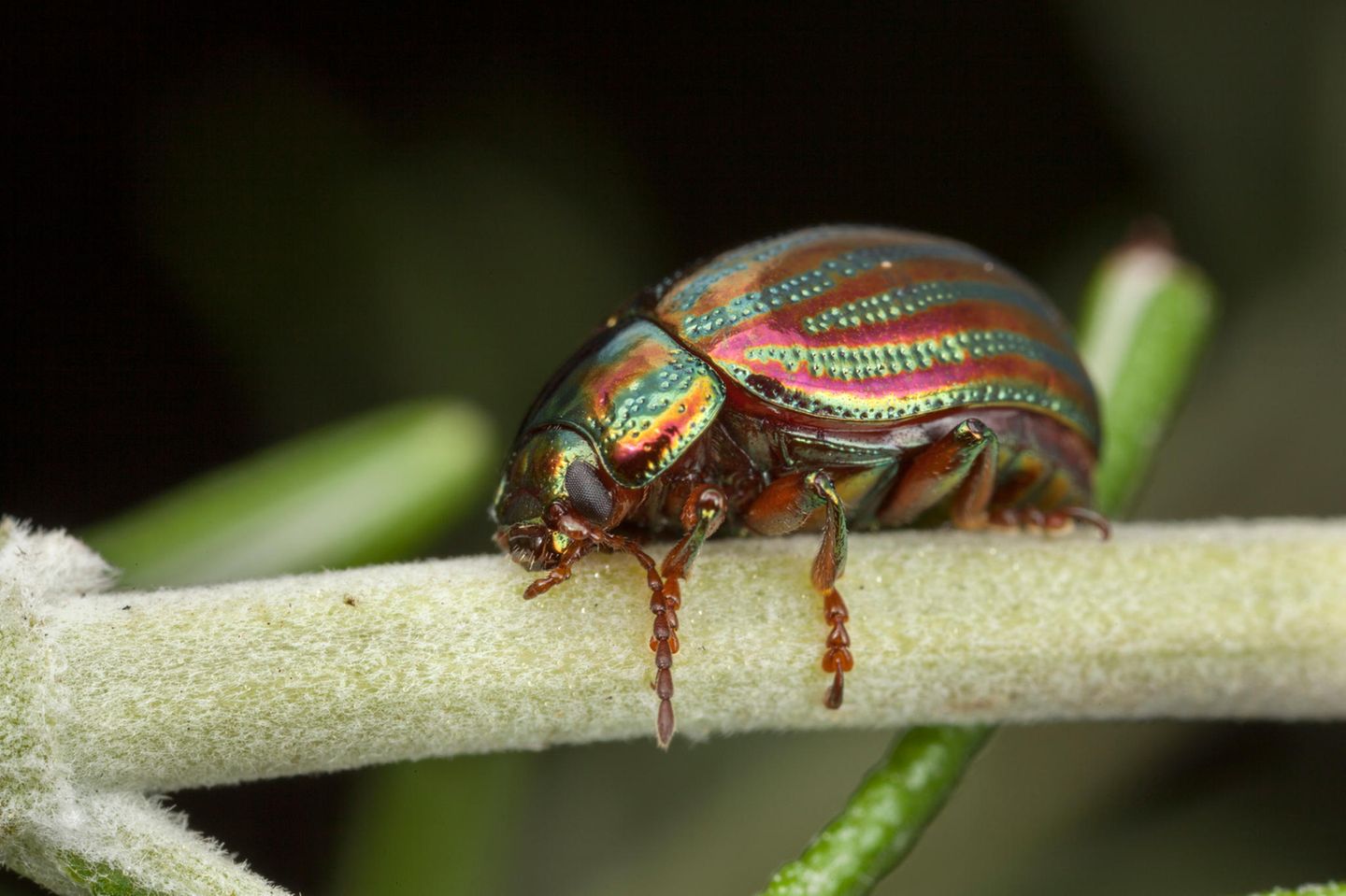Käfer besitzen eine Persönlichkeit Käfer auf Blatt