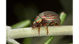 Käfer auf Blatt