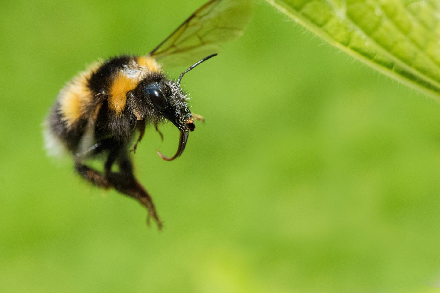 Hummeln bestehen einen Intelligenztest Hummel auf Nektar-Suche