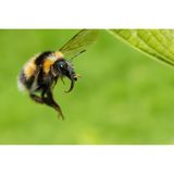 Hummel auf Nektar-Suche