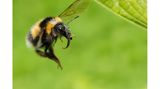 Hummel auf Nektar-Suche