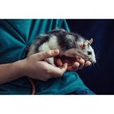 Ratte im Schoß eines Menschen