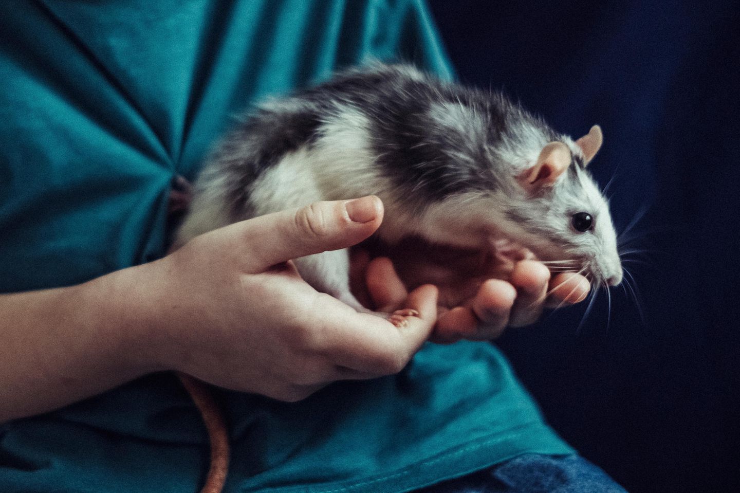 Ratte im Schoß eines Menschen