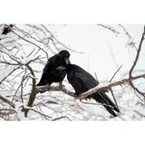 Raben spenden einander Trost