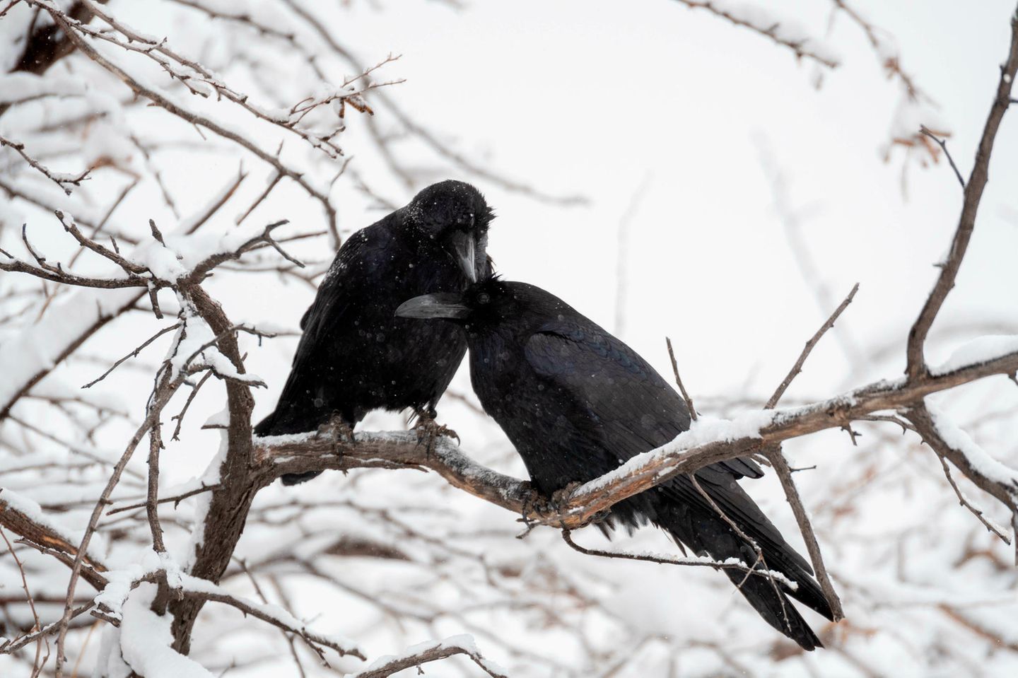 Raben spenden einander Trost Raben spenden einander Trost