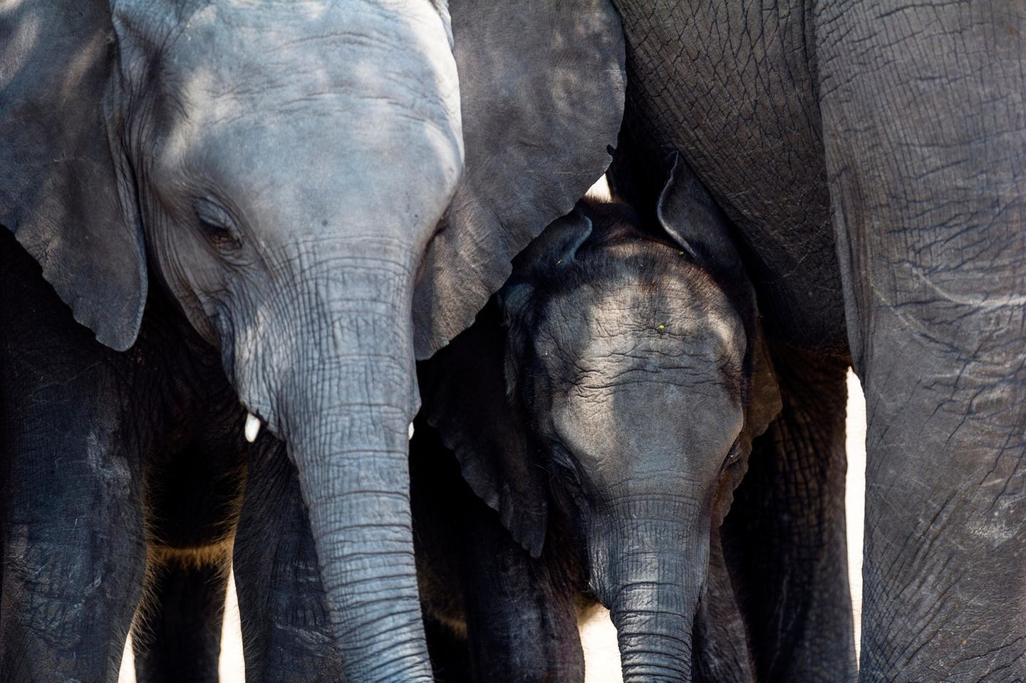 Elefanten beerdigen ihre Angehörigen Elefanten trauern