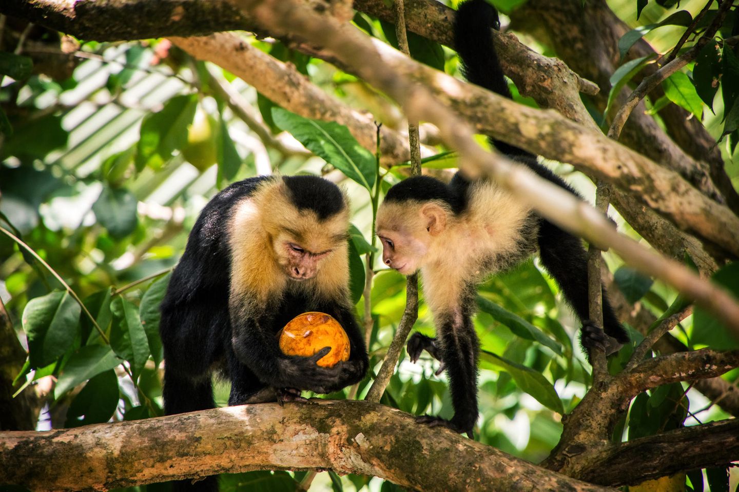 Kapuzineräffchen haben ein Gespür für Ungerechtigkeit Kapuzineräffchen teilen Essen