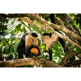 Kapuzineräffchen teilen Essen