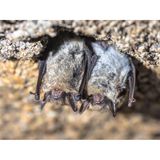 gemeine Vampire schlafen