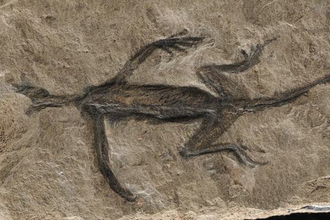 Warum das Fossil aus den italienischen Alpen so gut erhalten ist, galt lange als Rätsel. Nun haben es Forschende gelöst 