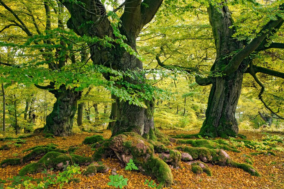 Buchen im Nationalpark Kellerwald: Alte Buchenwälder mit hohem Totholzanteil bieten rund 7000 Tierarten einen Lebensraum  1.5004