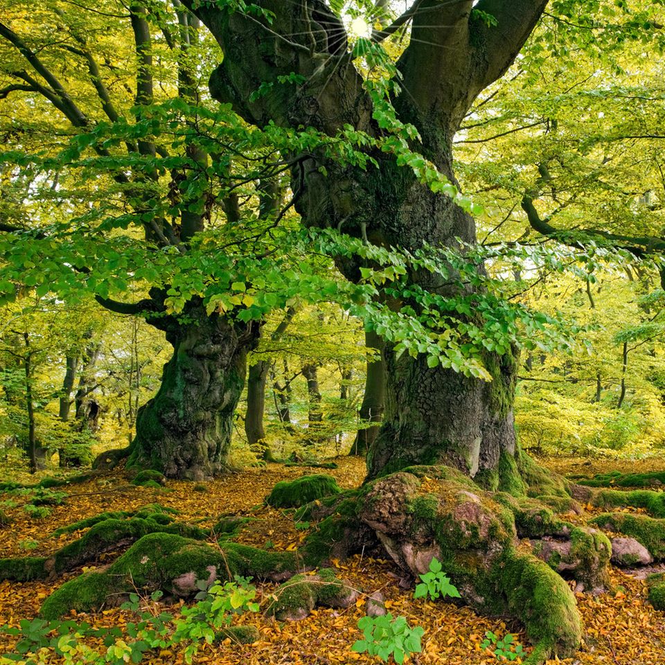 Botanik: Buchen im Nationalpark Kellerwald: Alte Buchenwälder mit hohem Totholzanteil bieten rund 7000 Tierarten einen Lebensraum Buchen im Nationalpark Kellerwald: Alte Buchenwälder mit hohem Totholzanteil bieten rund 7000 Tierarten einen Lebensraum