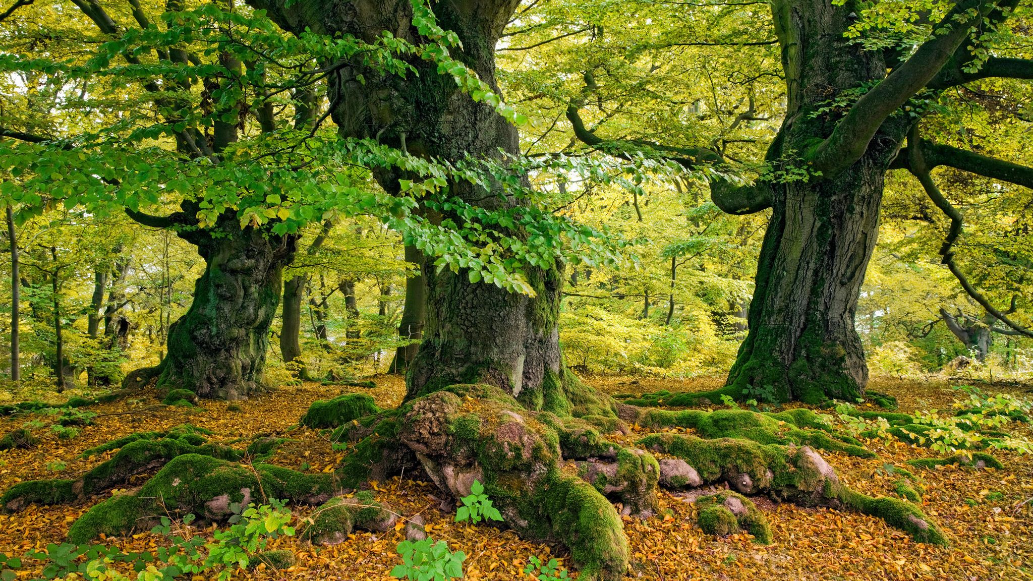 Buchen im Nationalpark Kellerwald: Alte Buchenwälder mit hohem Totholzanteil bieten rund 7000 Tierarten einen Lebensraum