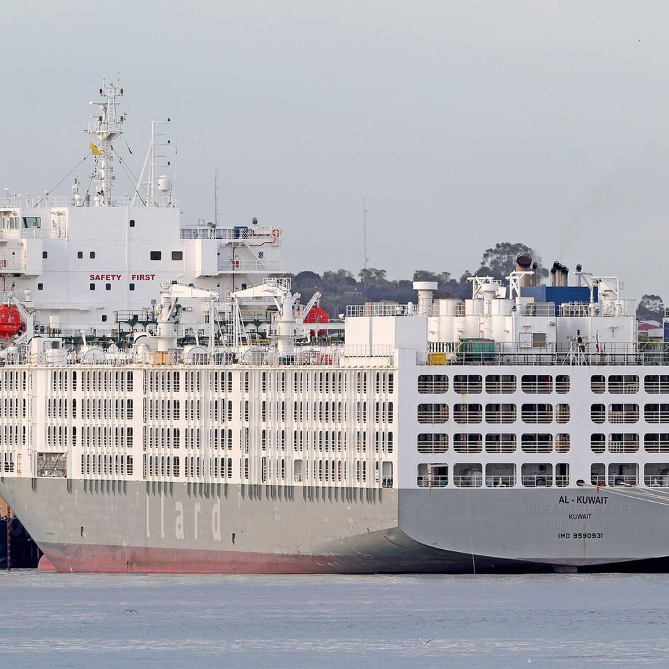 Interview: Australien gilt als einer der größten Tierexporteure der Welt; im vergangenen Jahr wurden mehr als eine halbe Million Schafe und eine halbe Million Kühe in alle Welt verschifft. Zurzeit befindet sich der Frachter "Al-Kuwait" mit rund 60.000 Tieren auf dem Weg nach Jordanien Australien gilt als einer der größten Tierexporteure der Welt; im vergangenen Jahr wurden mehr als eine halbe Million Schafe und eine halbe Million Kühe in alle Welt verschifft. Zurzeit befindet sich der Frachter "Al-Kuwait" mit rund 60.000 Tieren auf dem Weg nach Jordanien