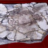 Zerbrochene Steinplatte mit fossilen Überresten