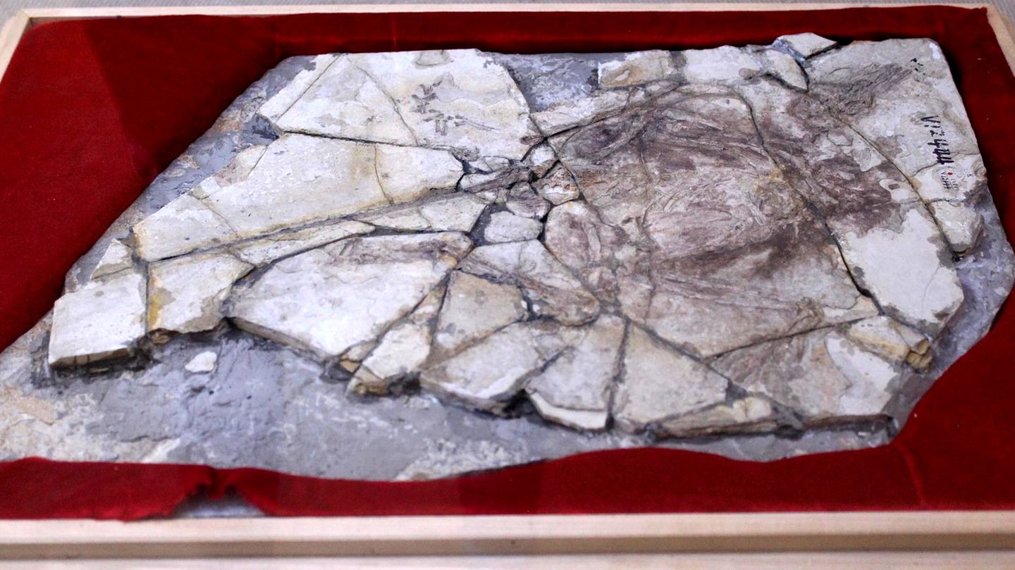 Zerbrochene Steinplatte mit fossilen Überresten