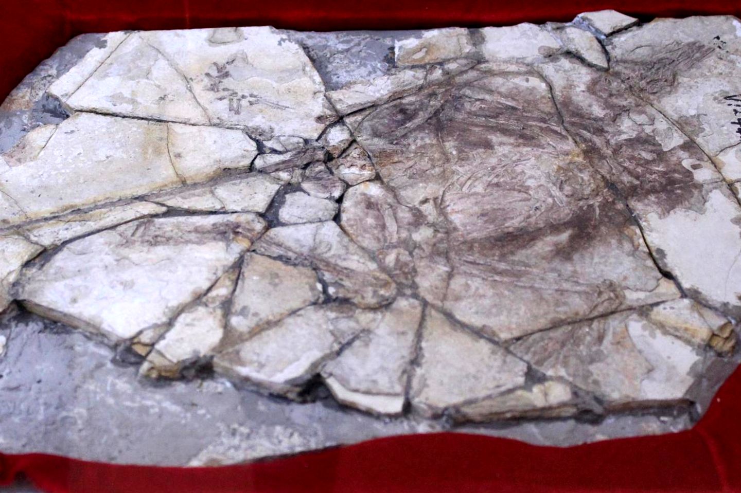 Quedlinburger Einhorn bis PiltdownHühnchen FossilienFälschungen [GEO]