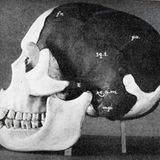 Menschenähnlicher Schädel mit kräftigem Kiefer