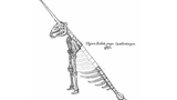 Zeichnung eines Einhornskeletts. Das Tier hat ein langes Horn und lediglich zwei Beine.
