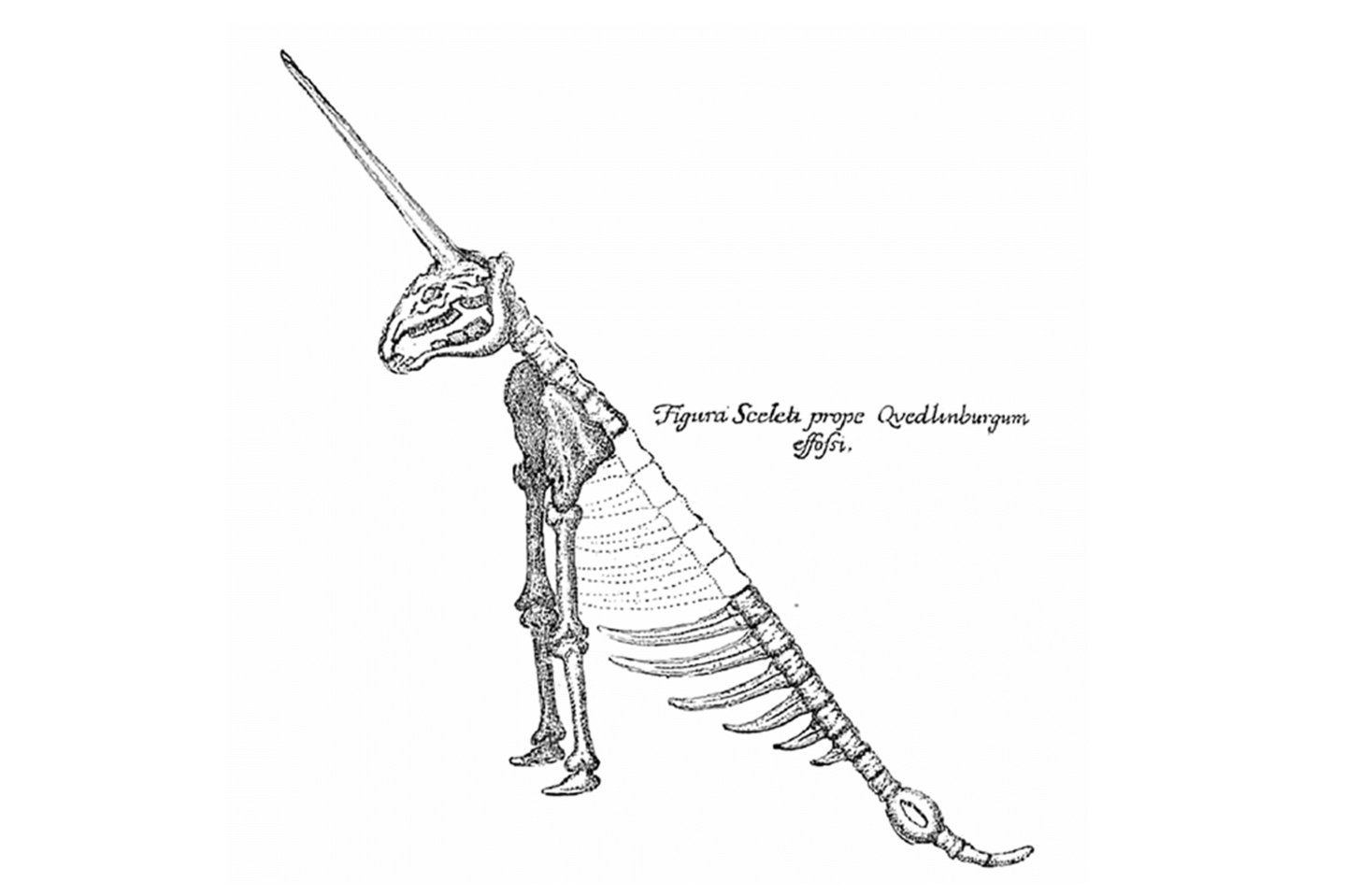 Guericke-Einhorn: Phantasievoll rekonstruiert Zeichnung eines Einhornskeletts. Das Tier hat ein langes Horn und lediglich zwei Beine.