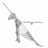 Zeichnung eines Einhornskeletts. Das Tier hat ein langes Horn und lediglich zwei Beine.
