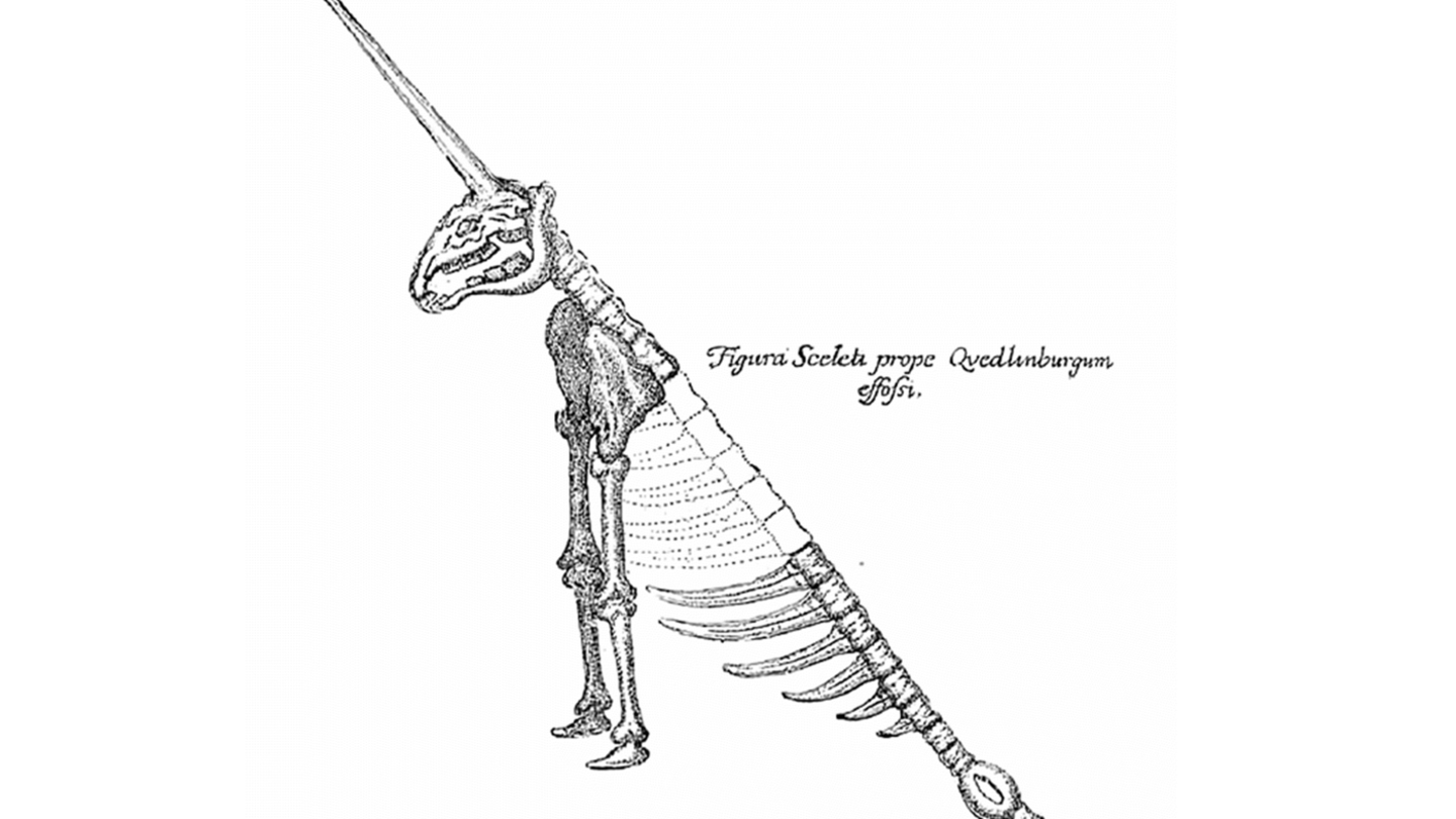 Zeichnung eines Einhornskeletts. Das Tier hat ein langes Horn und lediglich zwei Beine.