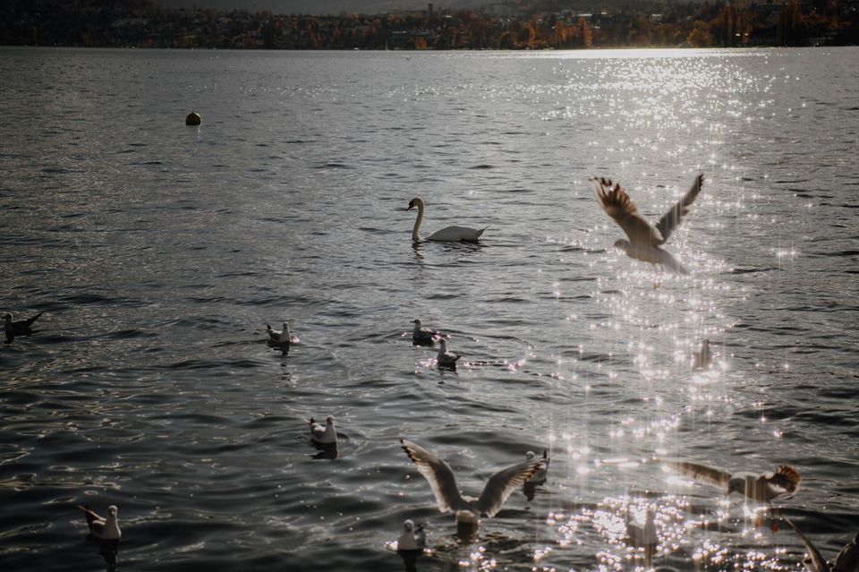 Schwäne und Möwen im Wasser