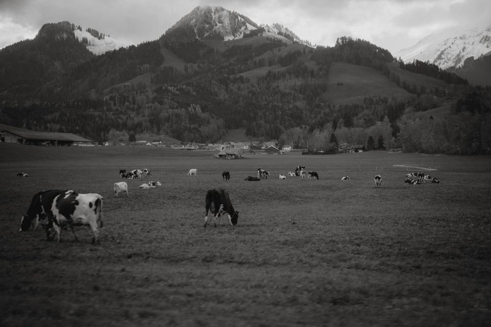 Kühe grasen auf einer Weide, im Hintergrund Berge