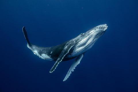 Bislang war nicht vollständig geklärt, wie Buckelwale und andere Bartenwale ihre Töne produzieren. Jetzt steht fest: Der Kehlkopf spielt eine entscheidende Rolle