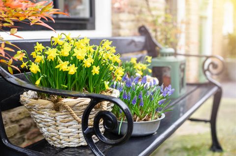 Endlich Frühling: bunte Frühblüher läuten die neue Jahreszeit ein