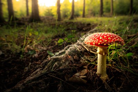 Nahaufnahme eines grossen Fliegenpilzes auf  einer Lichtung im Wald