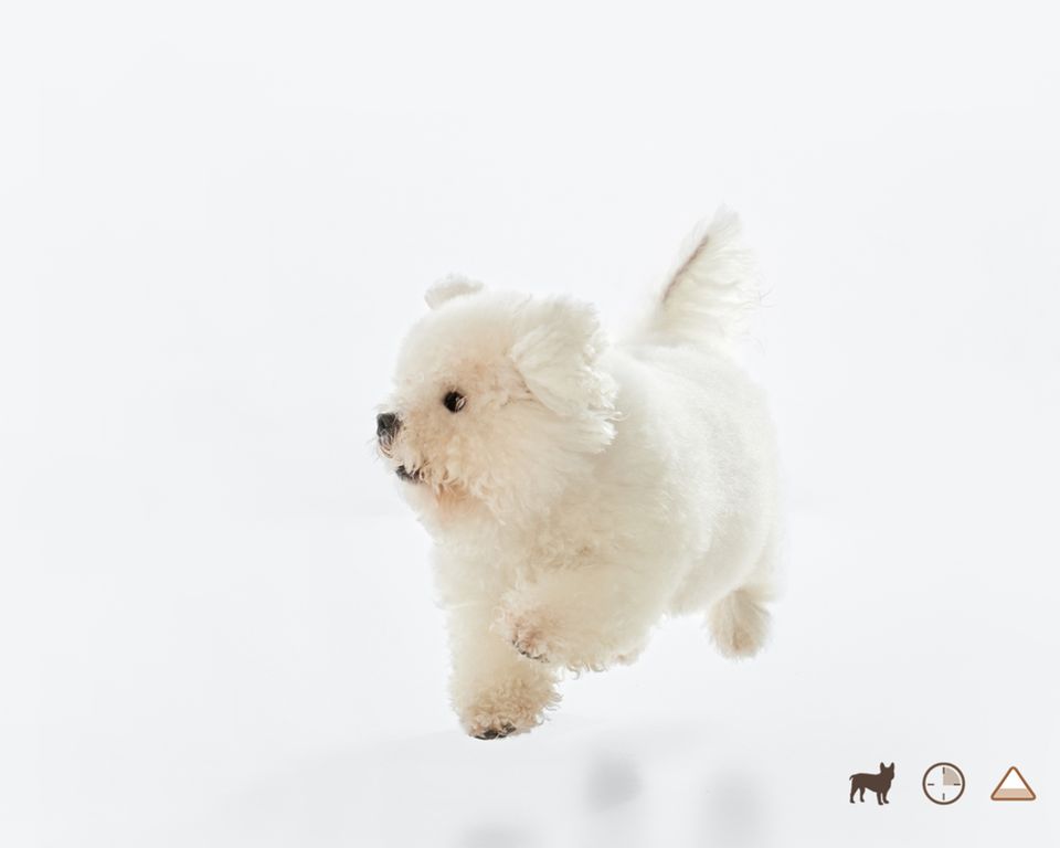 bichon frize im Sprung