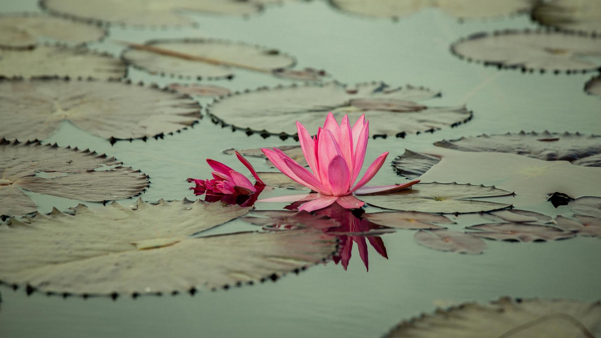 Rosa Lotus-Blüte inmitten von Seerosen