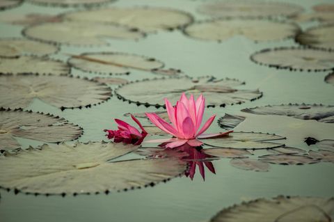 Rosa Lotus-Blüte inmitten von Seerosen