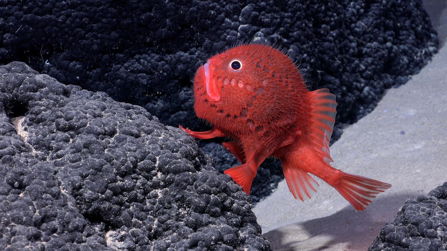 Diesen Fisch, der wohl aus der Familie der Seekröten (Chaunacidae) stammt, entdeckte der Tauchroboter in einer Tiefe von 1388 Metern am Hang eines Unterwasserbergs im Nazca-Desventuradas Marine Park. Die Raubfische bewegen sich so langsam, dass ihre Beute sie nicht wahrnimmt