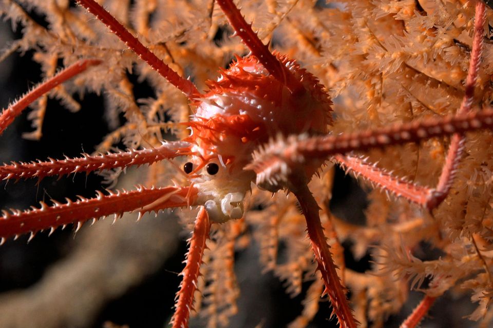 Diese Languste lebt in einer Koralle in 669 Metern Tiefe am Hang eines Unterwasserbergs  