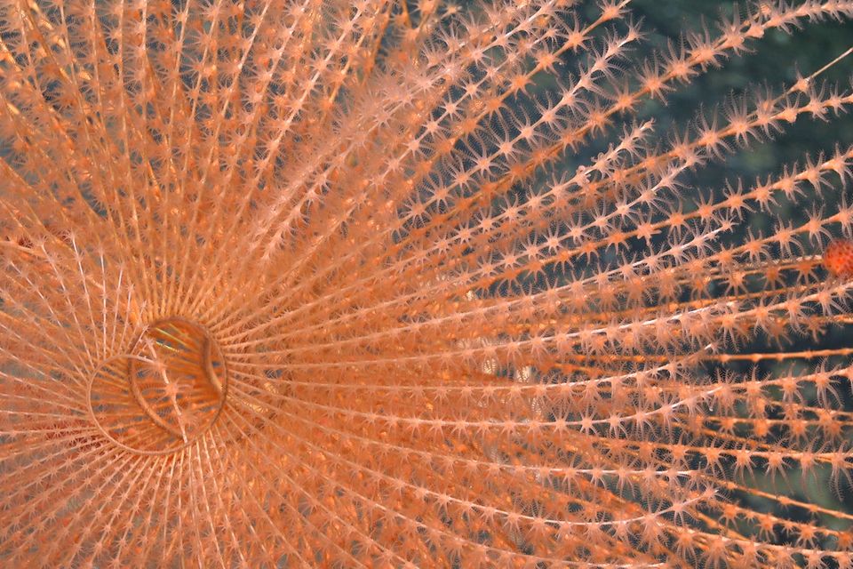 In 1419 Metern Tiefe im bereits geschützten Gebiet Mar de Juan Fernández gedeiht diese spiralförmige Koralle   