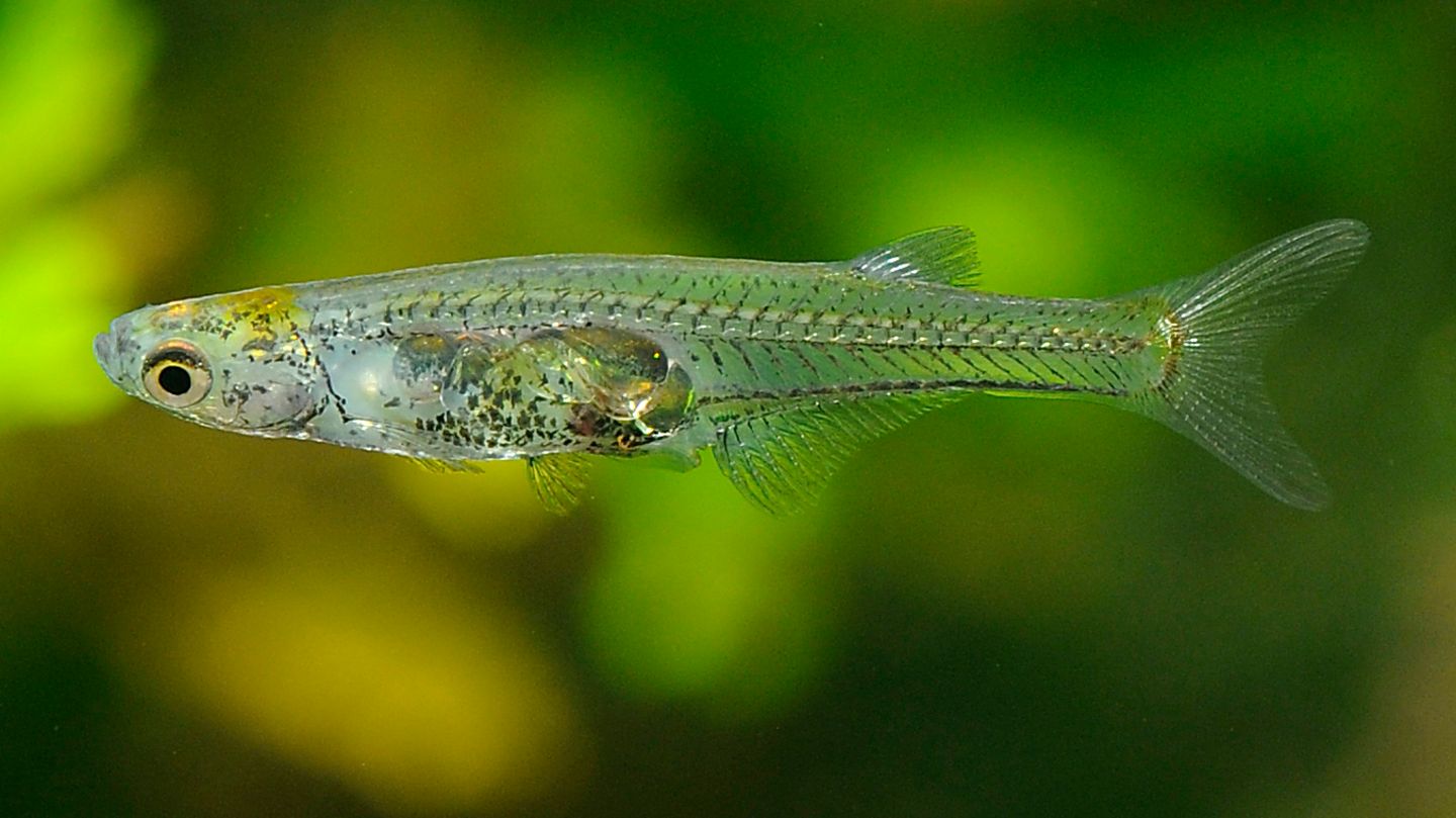 Weibchen der Fisch-Art Danionella cerebrum