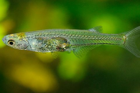 Weibchen der Fisch-Art Danionella cerebrum